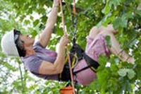 tree climbing a spasso su gli alberi
