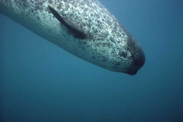 Female narwhal (Monodon monoceros) Canadian Arctic, August