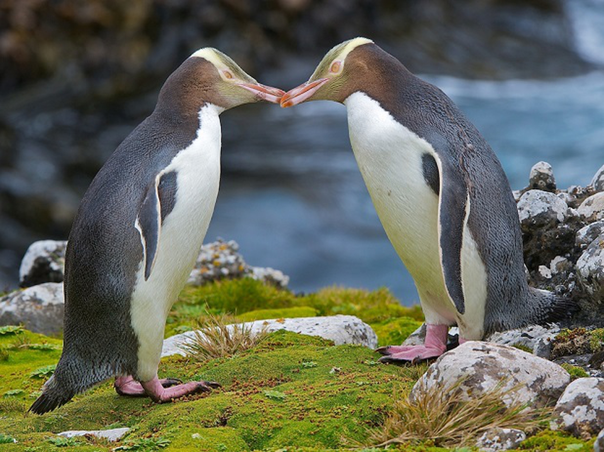 Megadyptes antipodes