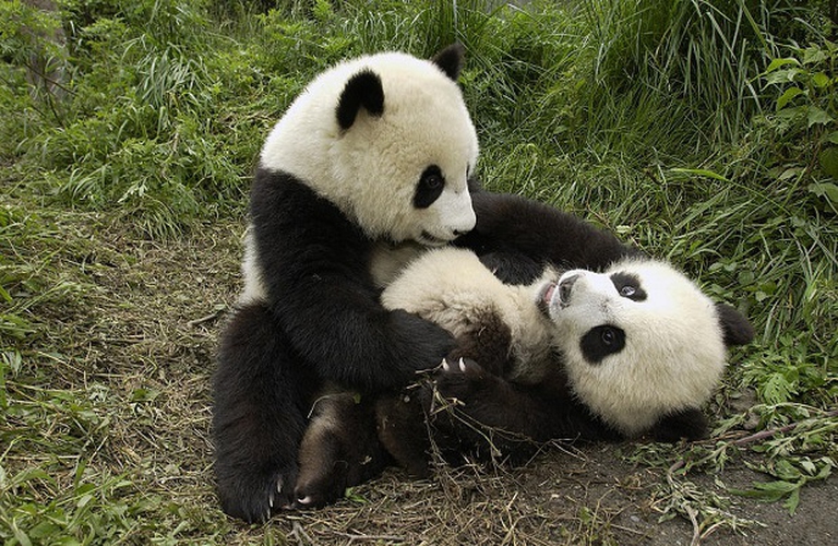 panda-cuccioli.jpg