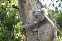 I cambiamenti climatici costringono i koala a bere