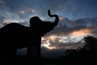 Entrambe le specie di elefante africano rischiano l’estinzione