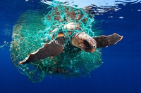 Plastic is one of the winners of the Underwater Photographer of the Year 2019