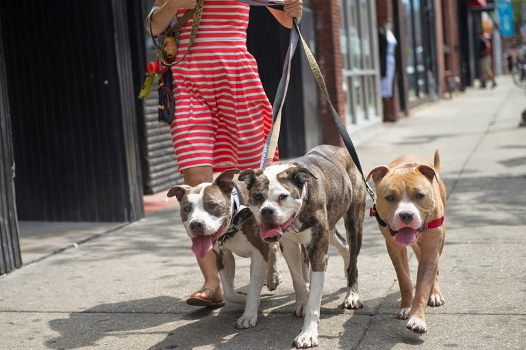 Passeggiare in città con i cani
