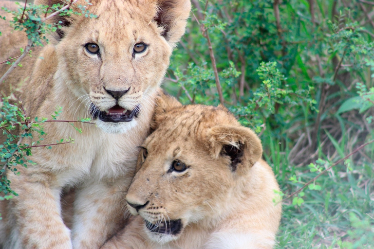cuccioli di leone africano