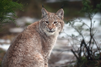 La Scozia sta pensando di reintrodurre la lince nelle Highlands