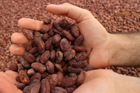 Faitrade, biologico, economia circolare: il cioccolato sostenibile secondo Icam