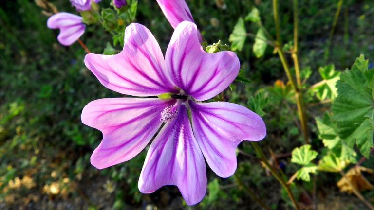 malva erba di campo
