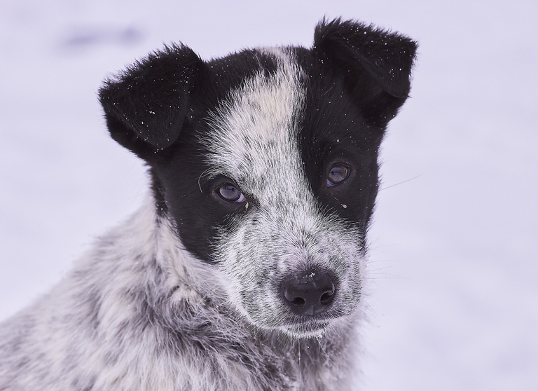 cane primo piano neve