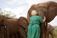 Daphne Sheldrick, storia dell’amore tra una donna e gli elefanti