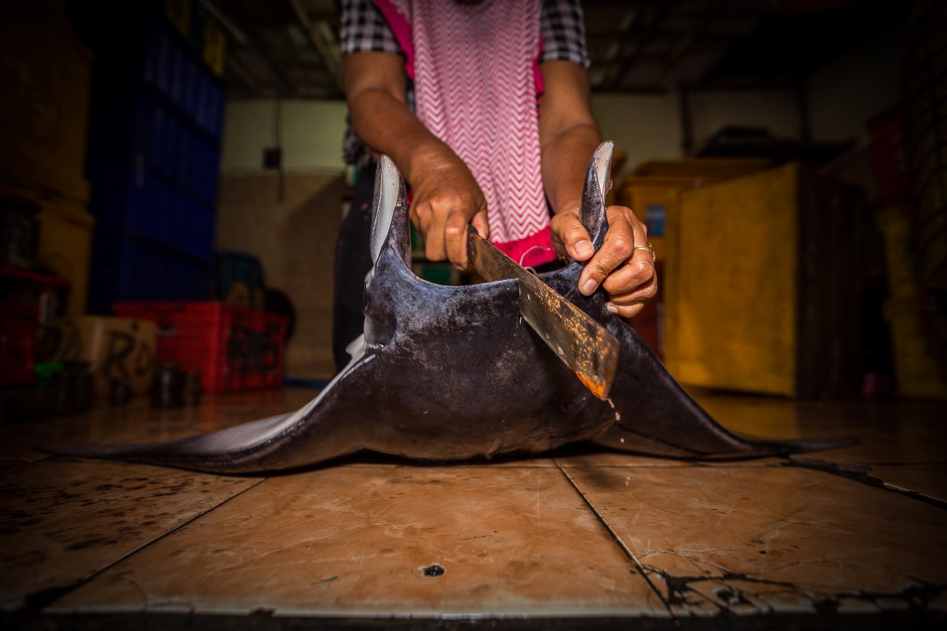 Joao Rodrigues, Underwater photographer of the year 2019