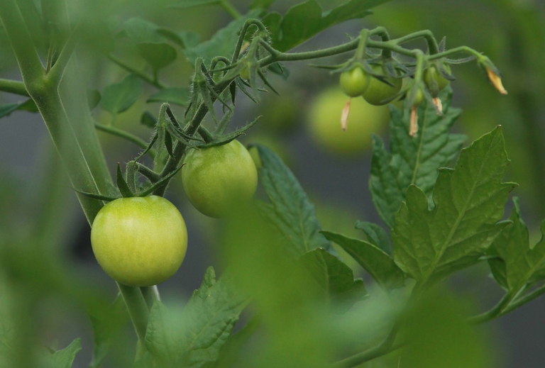 Pianta di pomodori in un'azienda agricola biologica