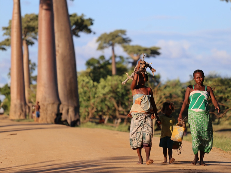 i baobab stanno morendo