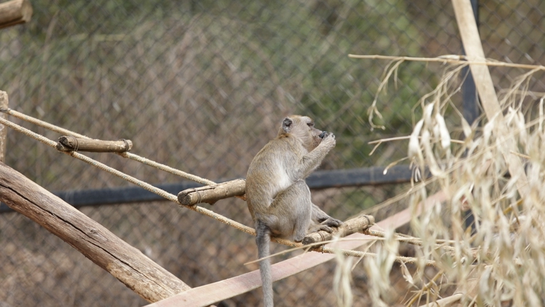 Tutti i macachi hanno a disposizione due aree, una interna dove ripararsi e una esterna dove possono arrampicarsi