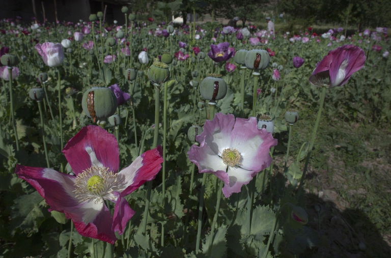 Poppy Cultivation More Than Doubled In Badakhshan