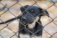 Abbandoni di cani e gatti, è un’estate da bollino rosso