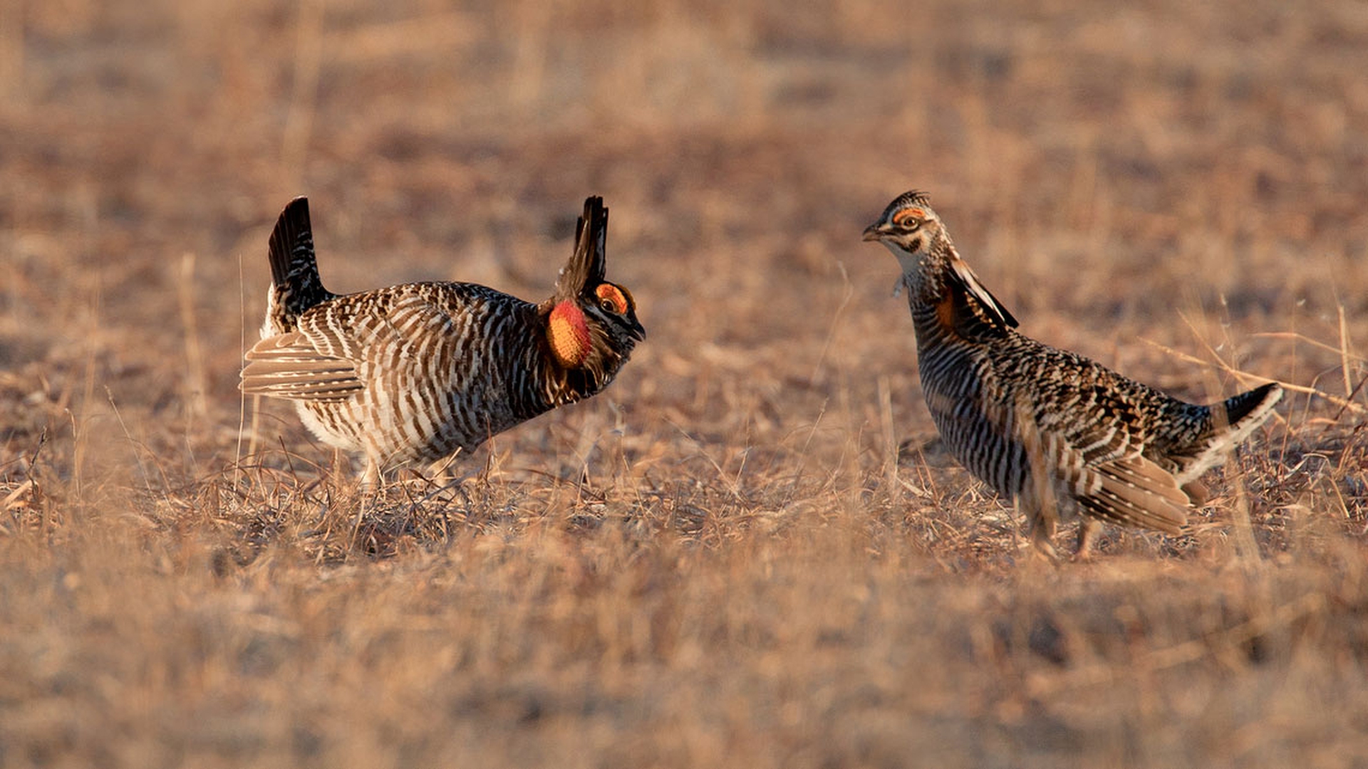 corteggiamento-natura-femmina