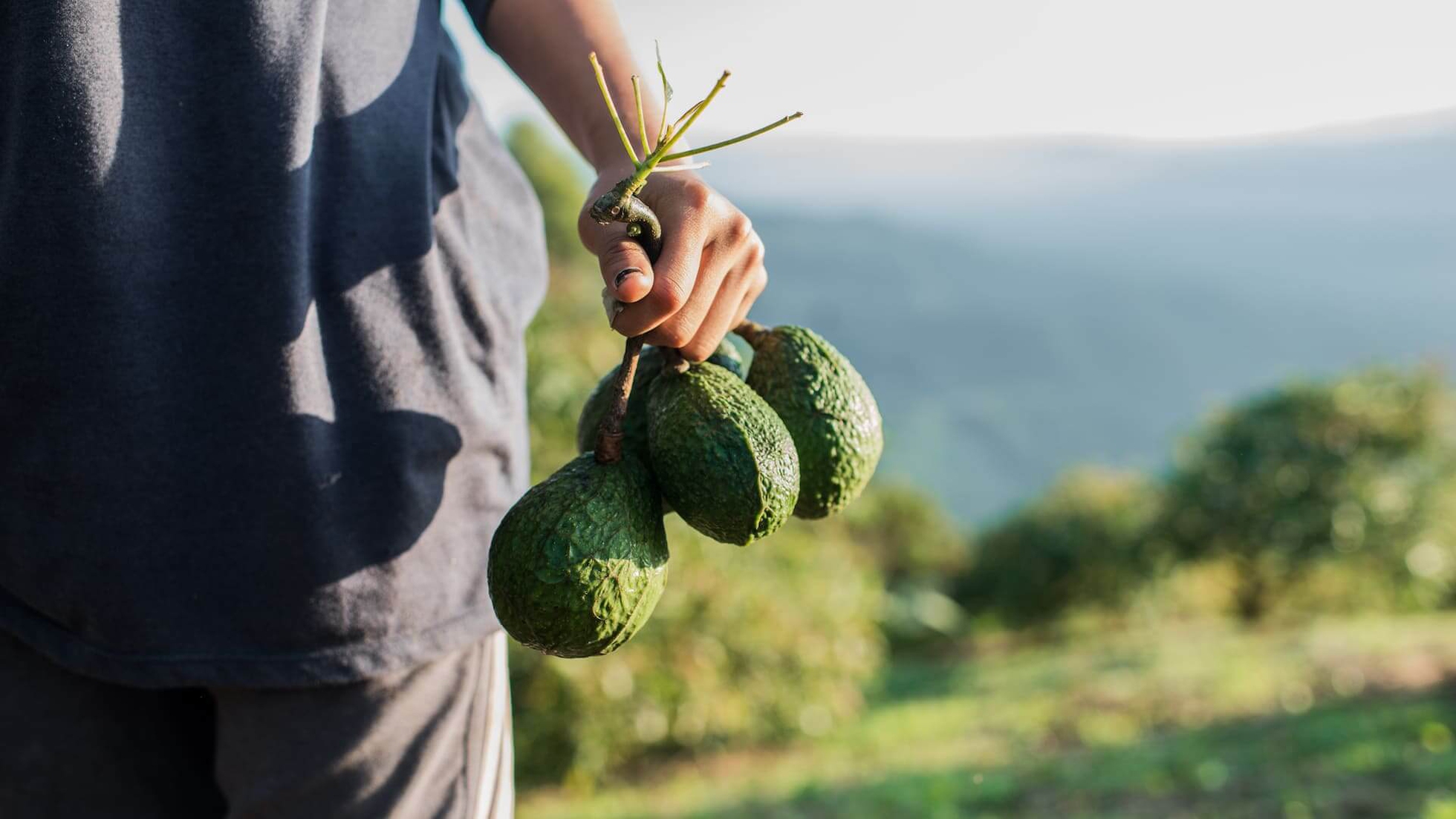 Potatura delle piante da frutto, 7 cose da sapere - LifeGate