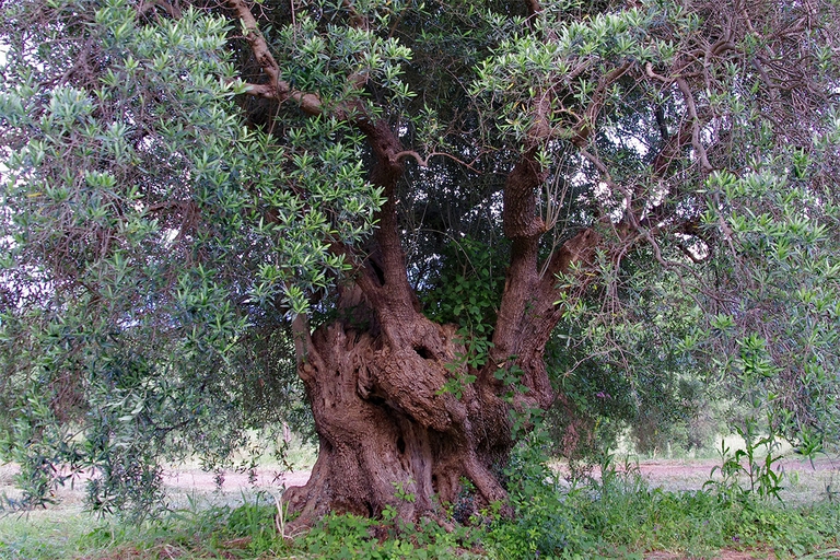 cultivar, oliveto