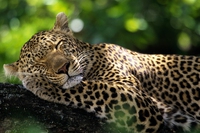 Gli animali nel mondo dei sogni