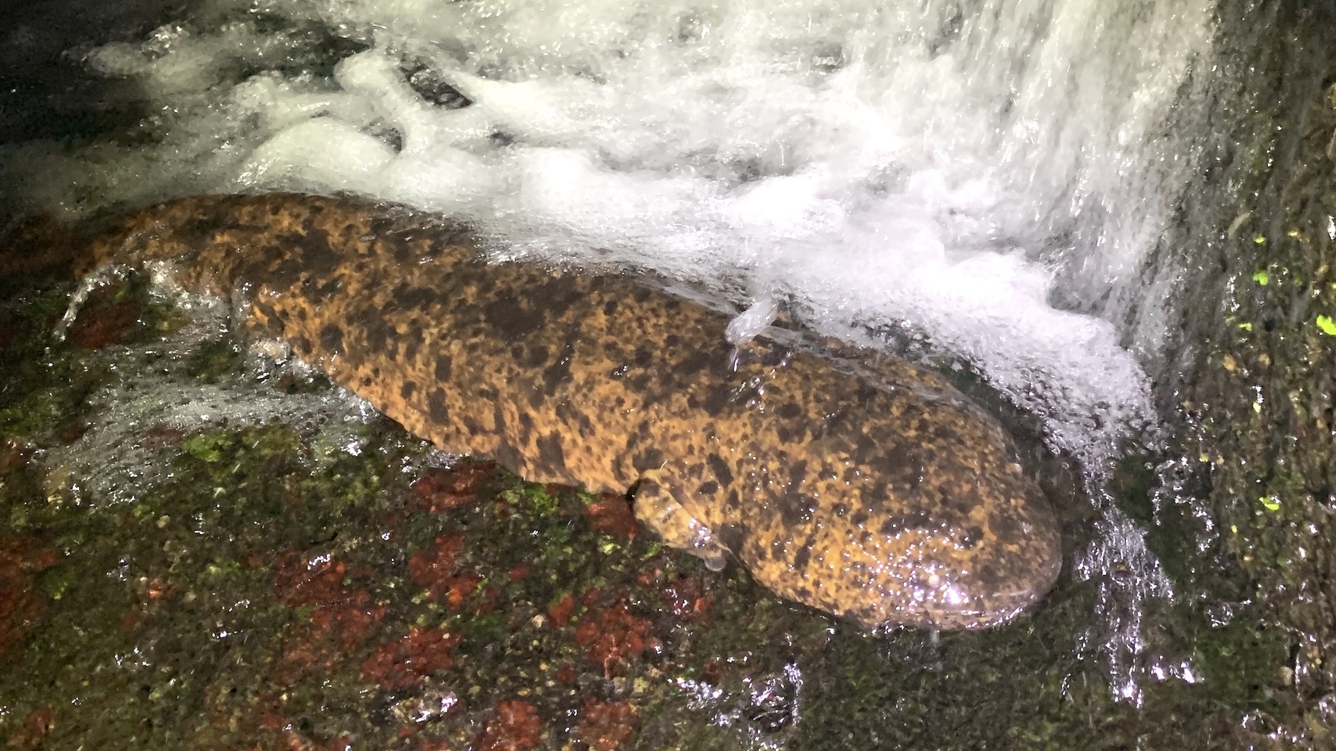 Una salamandra gigante giapponese lotta contro una diga