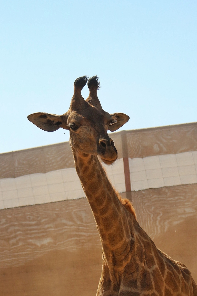 La giraffa dell’Angola torna a casa