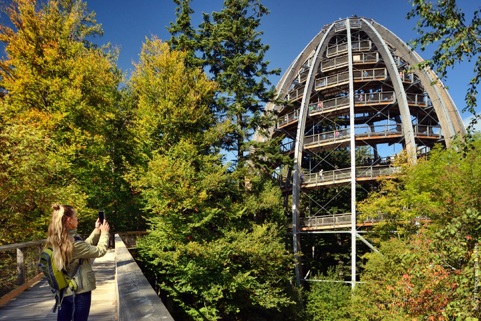 Sentieri sugli alberi in Germania