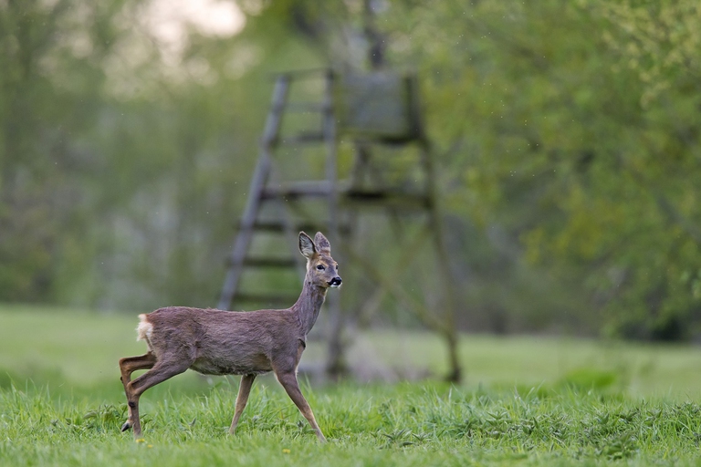 Capriolo Capriolo (Capreolus capreolus)