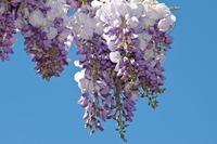 Gelato ai fiori di glicine