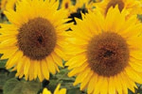 Ma il biodiesel … come va?