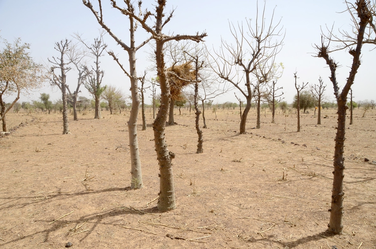 Nel Sahel 10,5 milioni di persone rischiano la fame