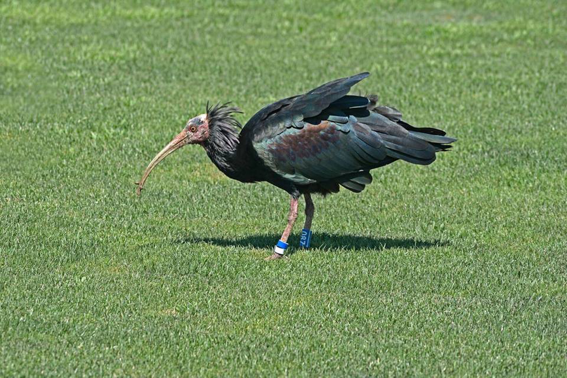 Ibis su campo da golf