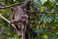 Anche gli animali selvatici hanno dei diritti. Lo stabilisce la Corte costituzionale dell’Ecuador