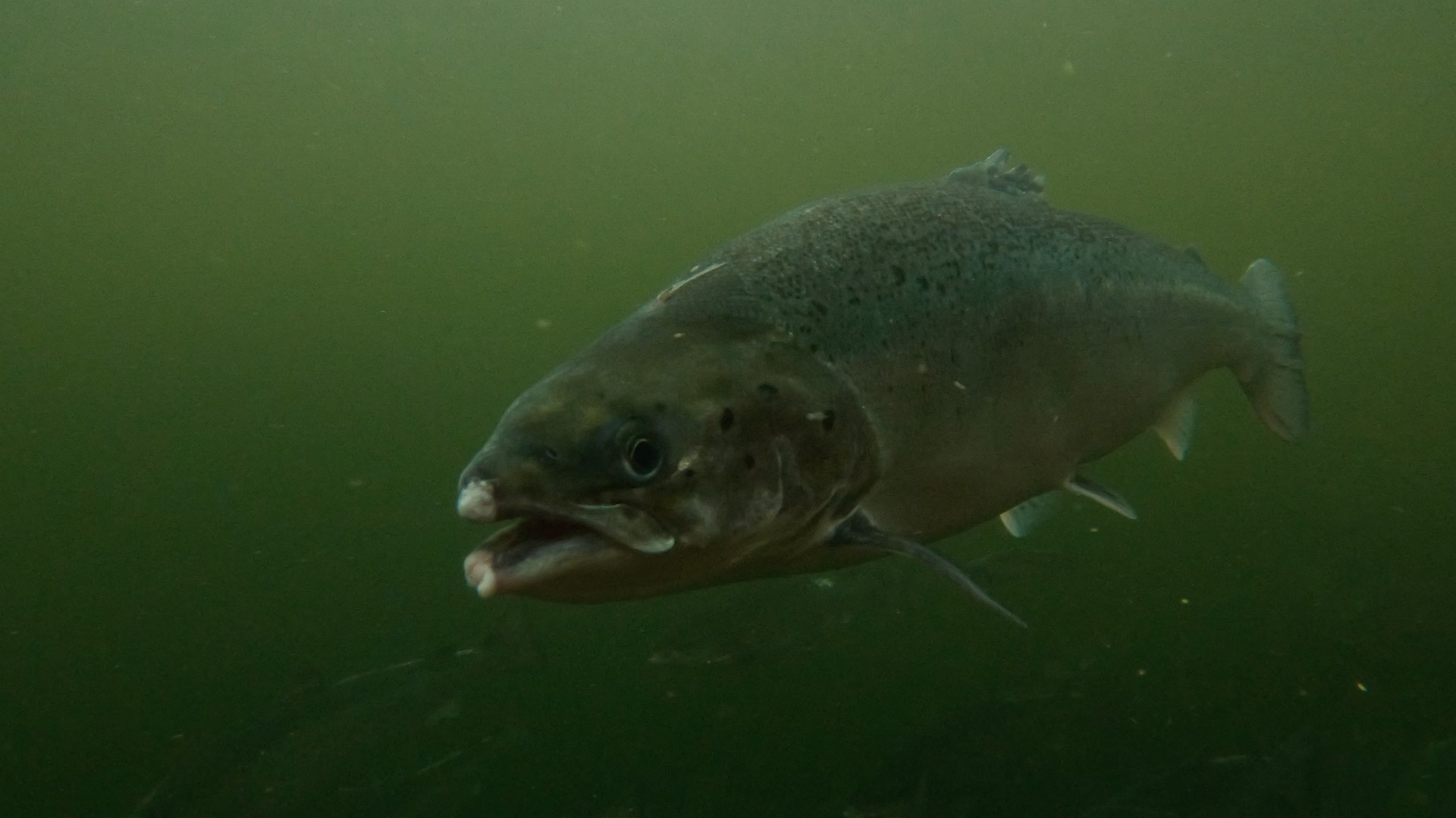 Foto scattate all'interno degli allevamenti intensivi di salmoni scozzesi