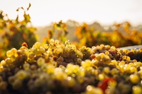 How climate change could transform the world’s wine map