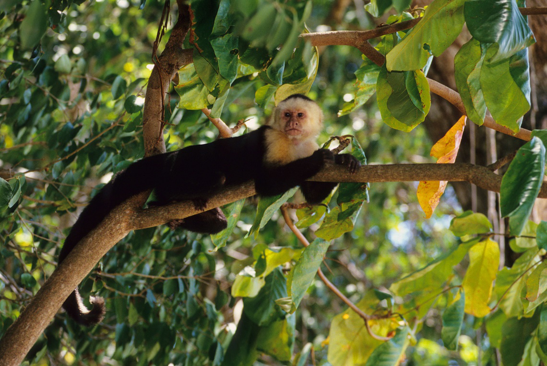 scimmia-cappuccina_1