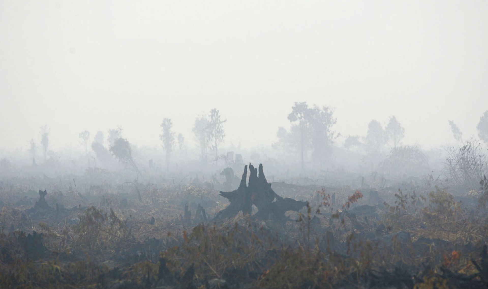 Il fumo avvolge l'Indonesia e il Sudest asiatico. Ed è anche colpa nostra