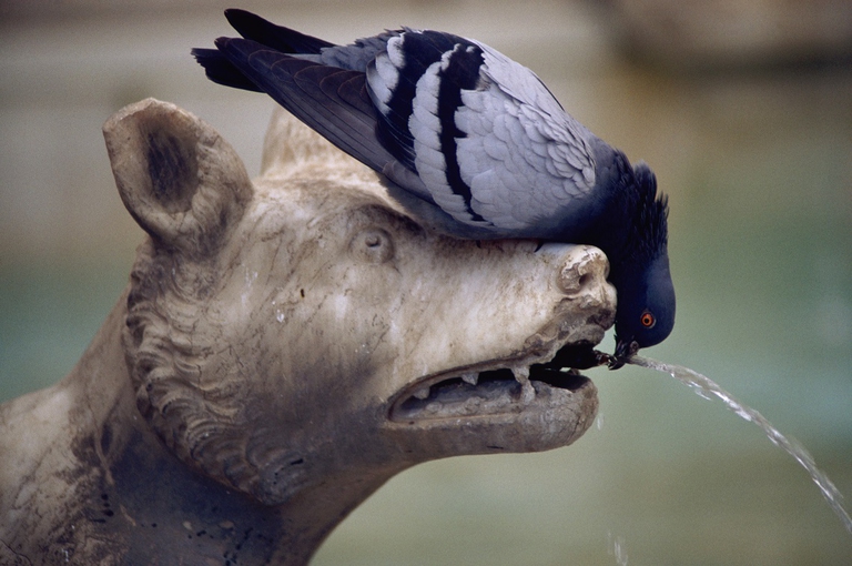 Fontana a forma di lupo