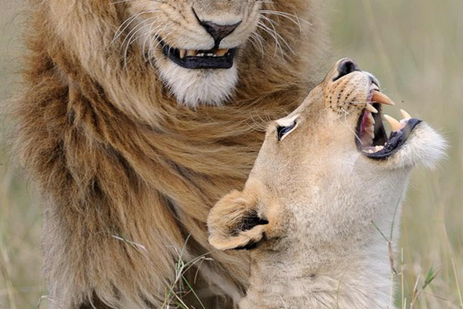 Nature at its funniest, the Comedy Wildlife Photography Awards 2018