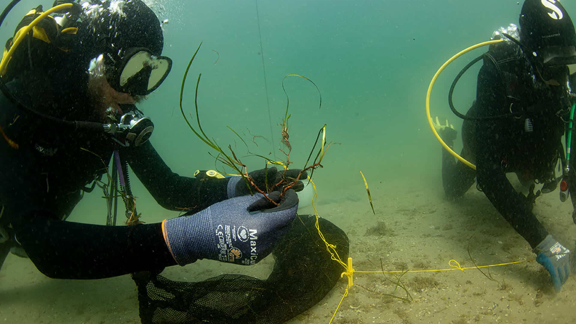 Trapianto di Cymodocea nodosa