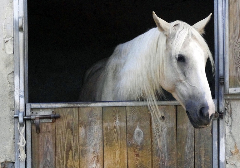 Il cavallo che vive in scuderia ha bisogno di qualche attenzione in più per salvaguardare il suo benessere