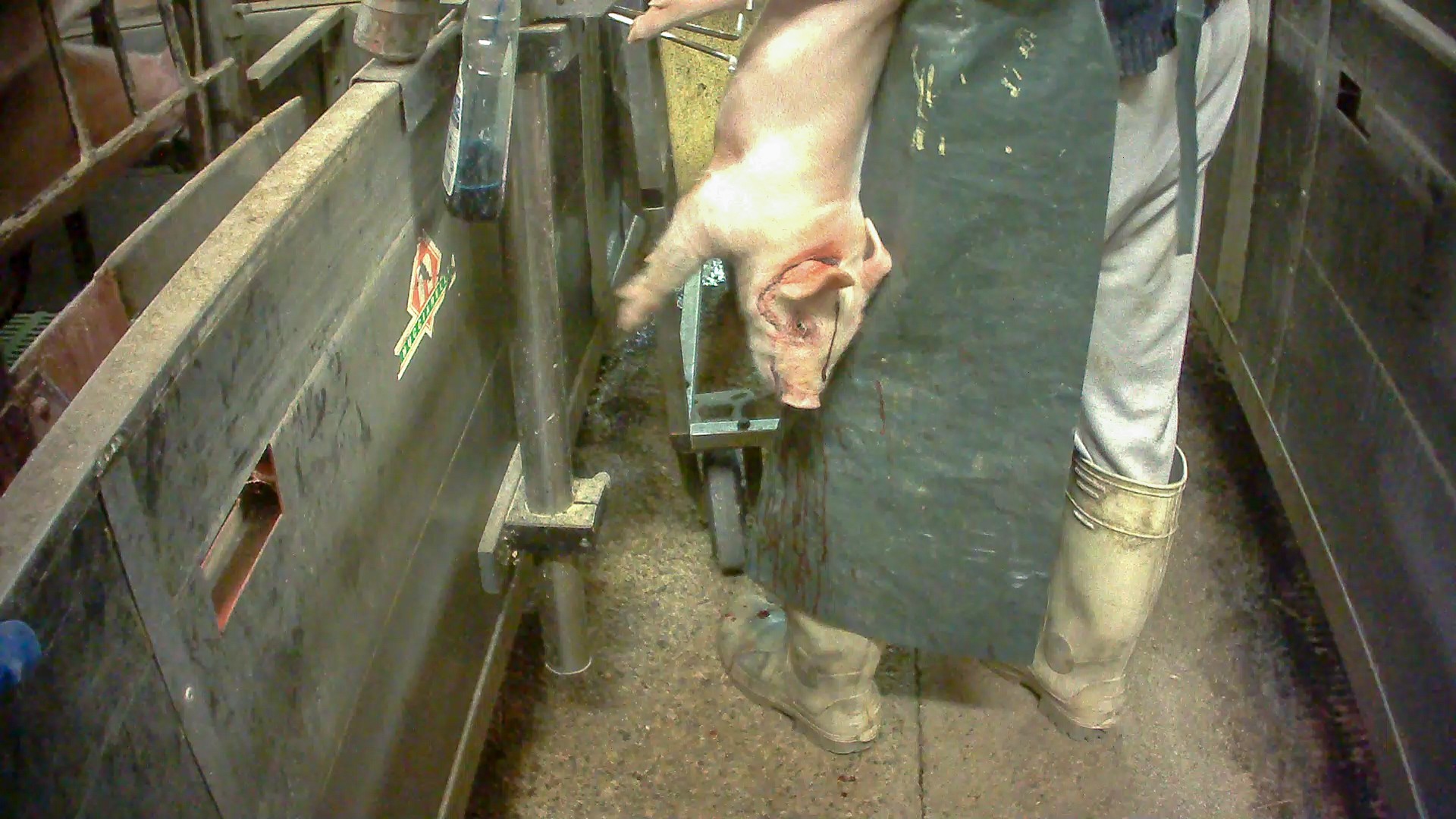 Violenze perpetuate contro un maialino