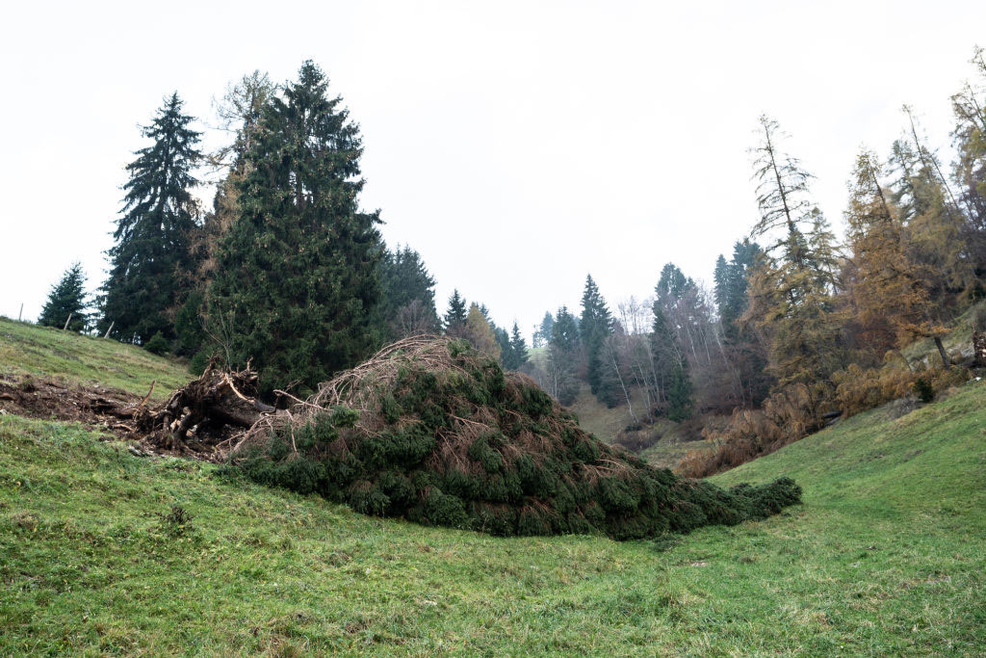 La devastazione nell'altopiano di Asiago