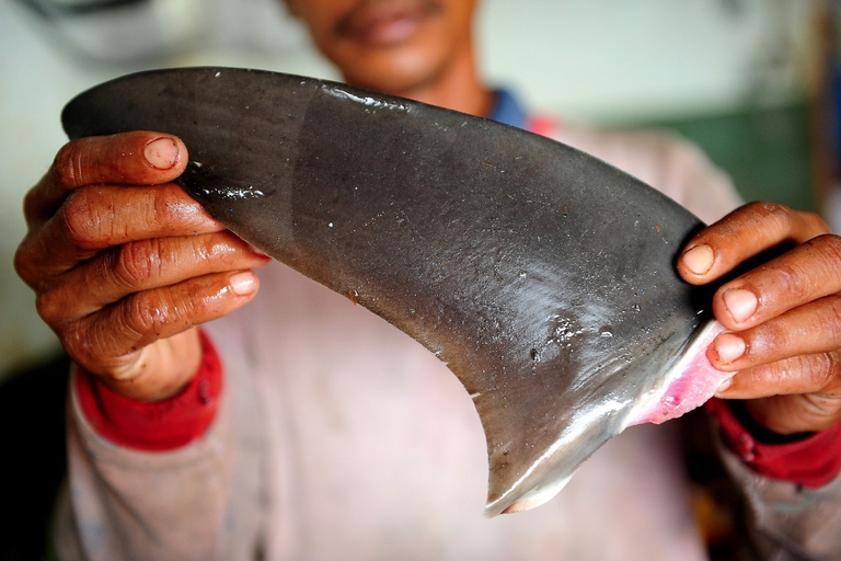 Spinnamento squali Stati Uniti