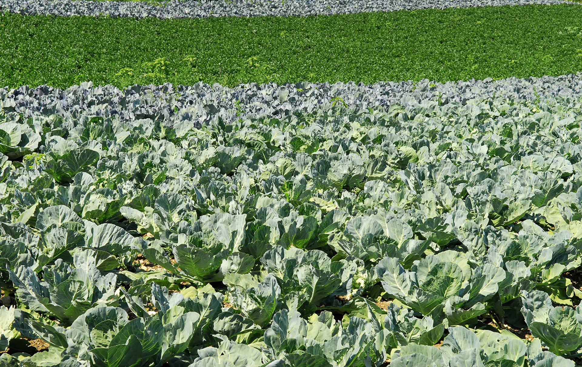 Val di Gresta, i campi coltivati in maniera biologica