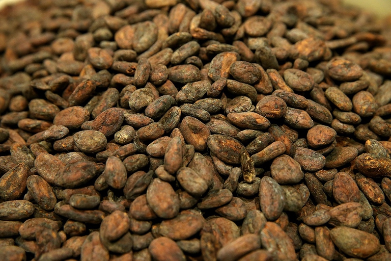 Fave di cacao essiccate