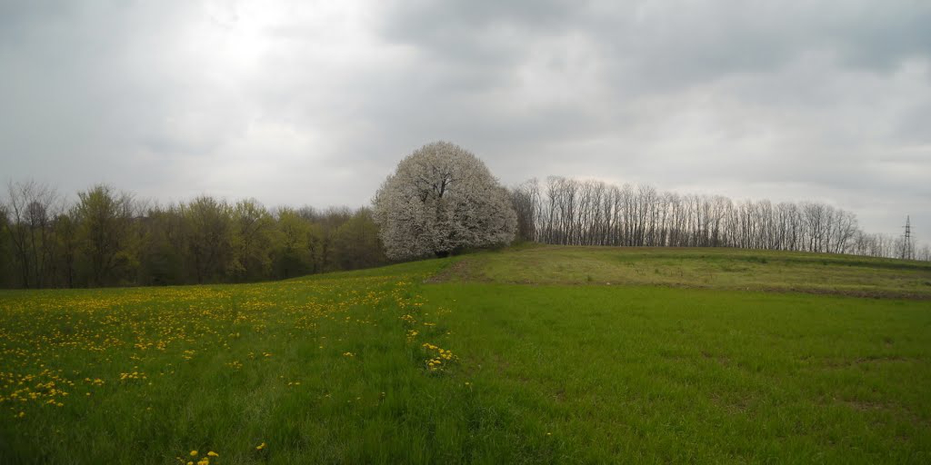 5 alberi monumentali da vedere