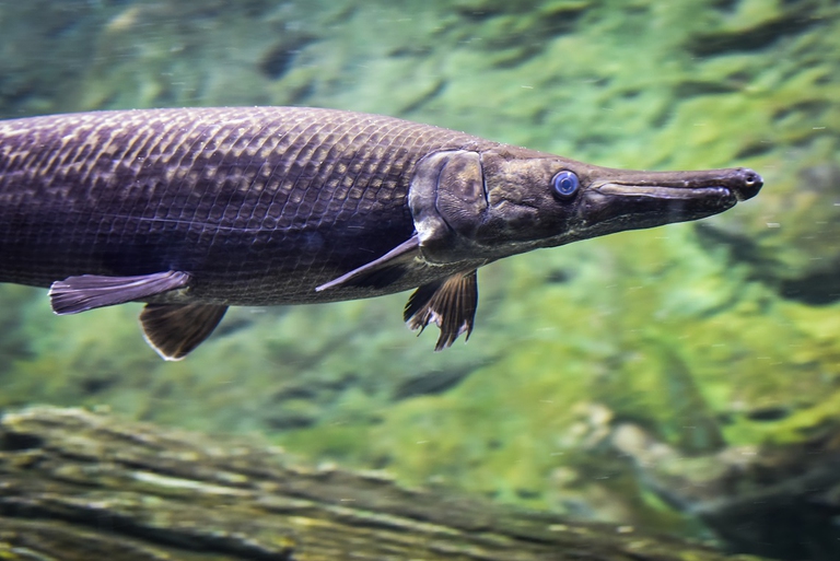 Esemplare di arapaima ne Rio delle Amazzoni