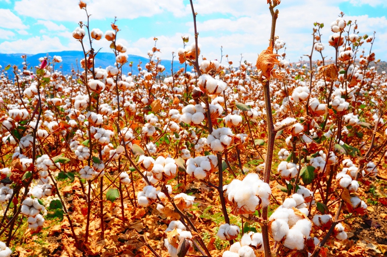 Coltivazione di cotone