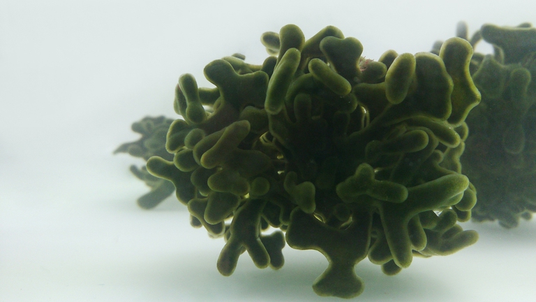 Codium sp. algae, microalghe.